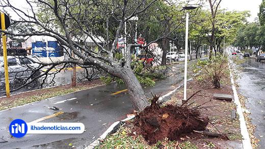 Em Ilha Solteira Chuva E Vento Derrubam Rvores E Deixam A Cidade Sem