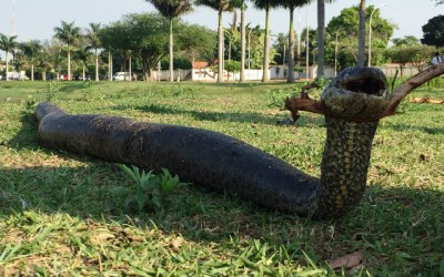 Sucuri de 3 metros é morta na orla da Lagoa Maior em Três Lagoas 