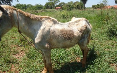 PMA autua homem de 36 anos por maltratar cavalo em Três Lagoas