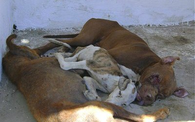 Prefeitura descumpre decisão e permanece matando animais saudáveis no CCZ de Três Lagoas