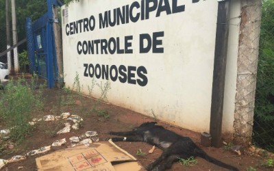 Sem plantão aos finais de semana, animal morto é abandonado nas portas do CCZ