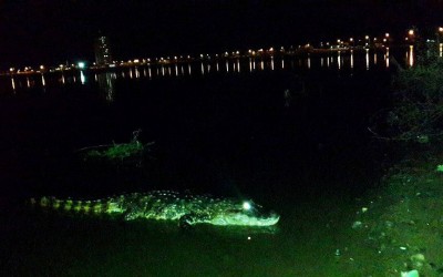 Jacaré da Lagoa Maior também encanta os visitantes no período noturno 