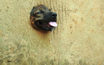 Cachorro fica preso em muro e é resgatado pelos bombeiros, PMA e CCZ