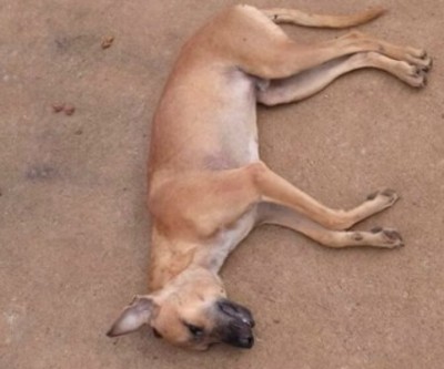 Cachorro é morto com pauladas na cabeça; acusado é vendedor de picolés 