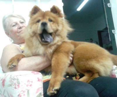 Dona de Chow Chow oferece recompensa para quem encontrar “Aisha”