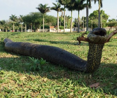 Sucuri de 3 metros é morta na orla da Lagoa Maior em Três Lagoas 