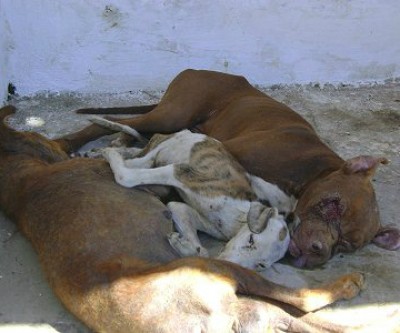 Prefeitura descumpre decisão e permanece matando animais saudáveis no CCZ de Três Lagoas