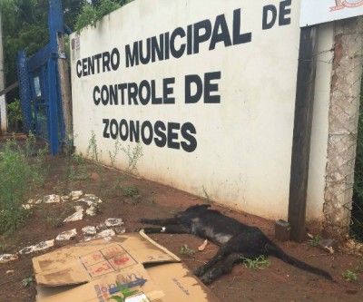 Sem plantão aos finais de semana, animal morto é abandonado nas portas do CCZ