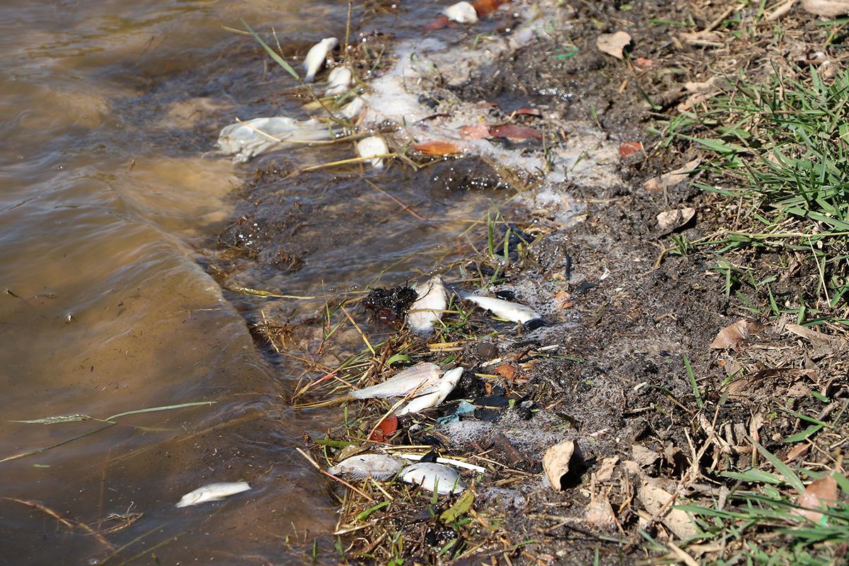 Meio Ambiente investiga ocorrência de mortandade de peixes na Lagoa Maior