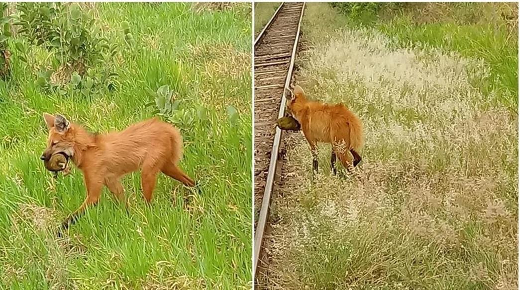 Lobo Guará é flagrado se alimentando de Jaca na região do Arapuá 