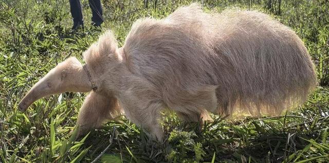 Único no mundo, tamanduá albino já engordou sete quilos 