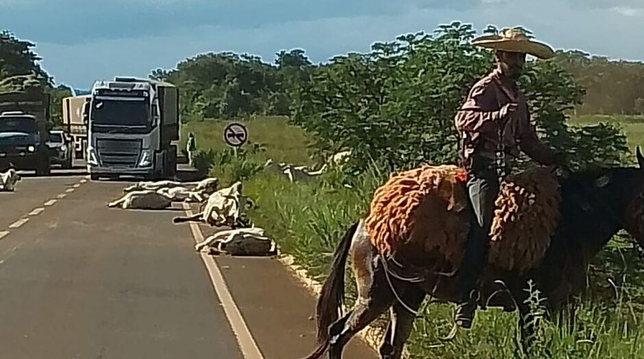 Acidente impressionante: Caminhoneiro atropela rebanho e mata 13 bois na MS-040; vídeo viraliza na Internet