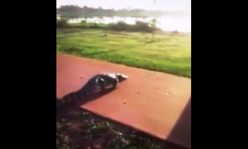 Vídeo de jacaré atravessando a pista de saúde é gravado neste sábado 